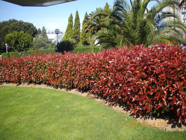 Cerco vivo con follaje rojo intenso junto a un césped verde