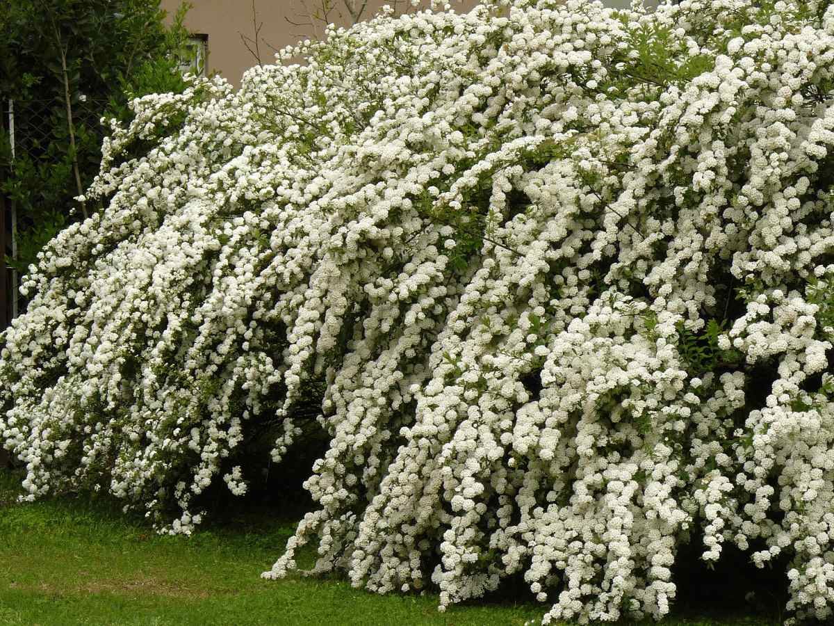 Cerco de Corona de novia cubierto de flores blancas tipo pompón