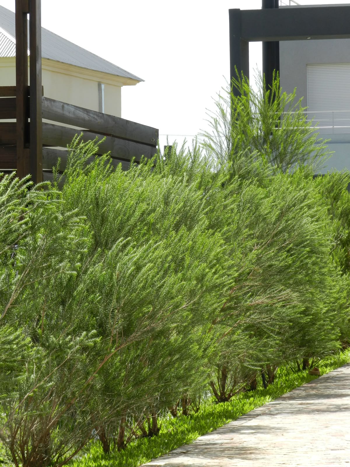 Cerco vivo de Melaleuca con follaje fino verde
