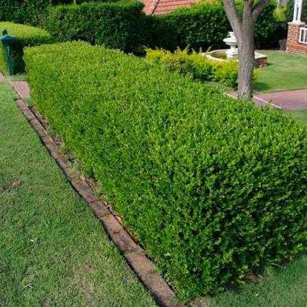 Cerco bajo formal de Buxus o boj, bien podado y verde intenso