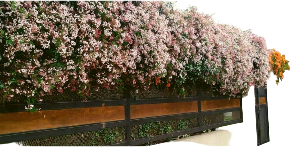 Cerco vivo de Jazmín chino en flor, cubierto de flores blancas y rosadas perfumadas