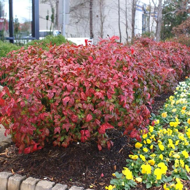 Cerco bajo de Nandina Firepower con follaje rojo intenso y compacto