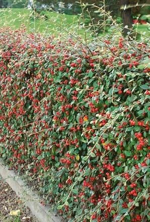 Cerco vivo de Cotoneaster Dielsiana con frutos rojos