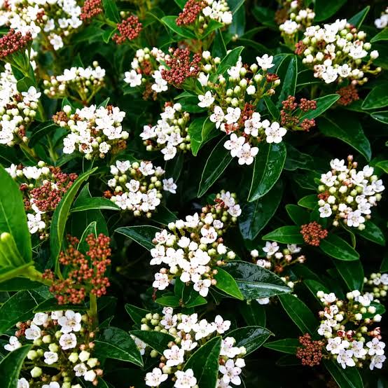 Cerco vivo de Laurentino cubierto de flores blancas y rosadas en invierno