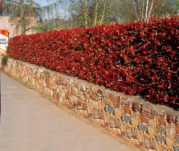 Cerco vivo de Photinia con brotes rojos intensos sobre muro de piedra