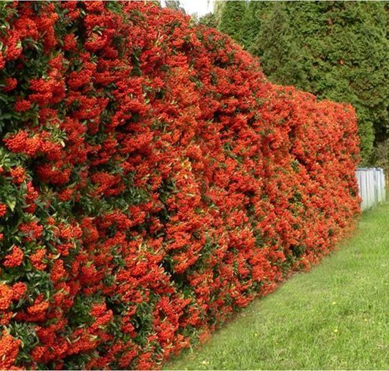 Cerco vivo de Crataegus con flores rojas o naranjas