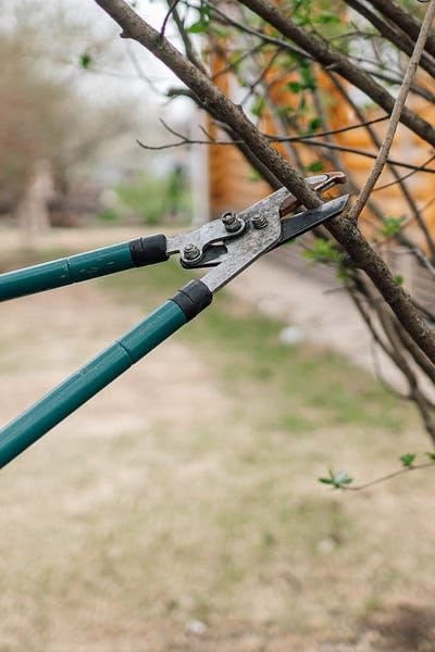 Tijera de podar cortando una rama durante el mantenimiento de un jardín