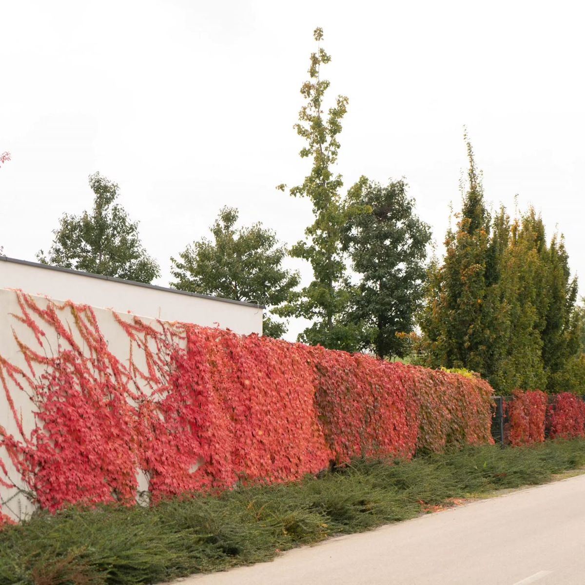 Cerco vivo de Ampelopsis o parra virgen con follaje rojo intenso en otoño cubriendo una pared