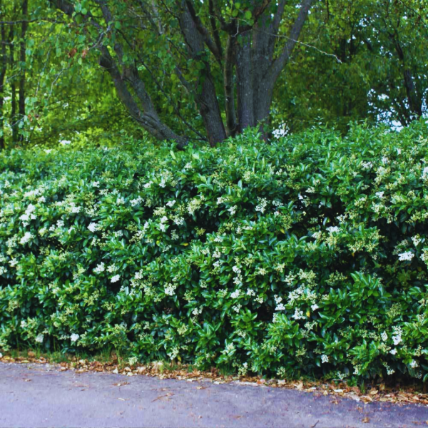 Cerco vivo de Olea Texanum denso y tupido, con follaje oscuro y pequeñas flores blancas