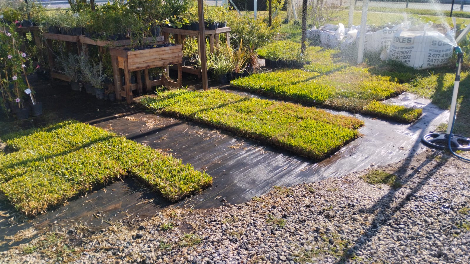 Panes de grama bahiana en el vivero de La Romería, Pergamino