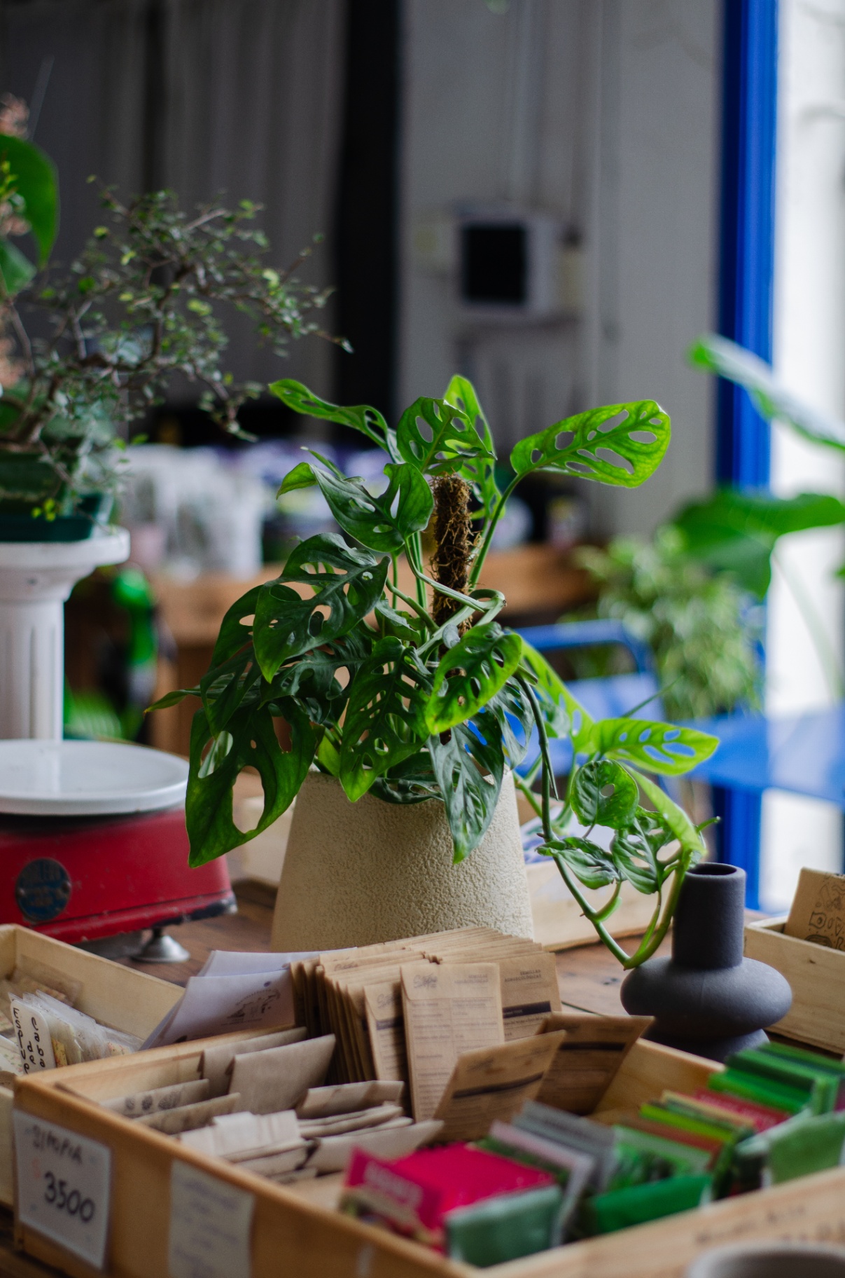 Plantas en macetas de terracota sobre estantes de madera