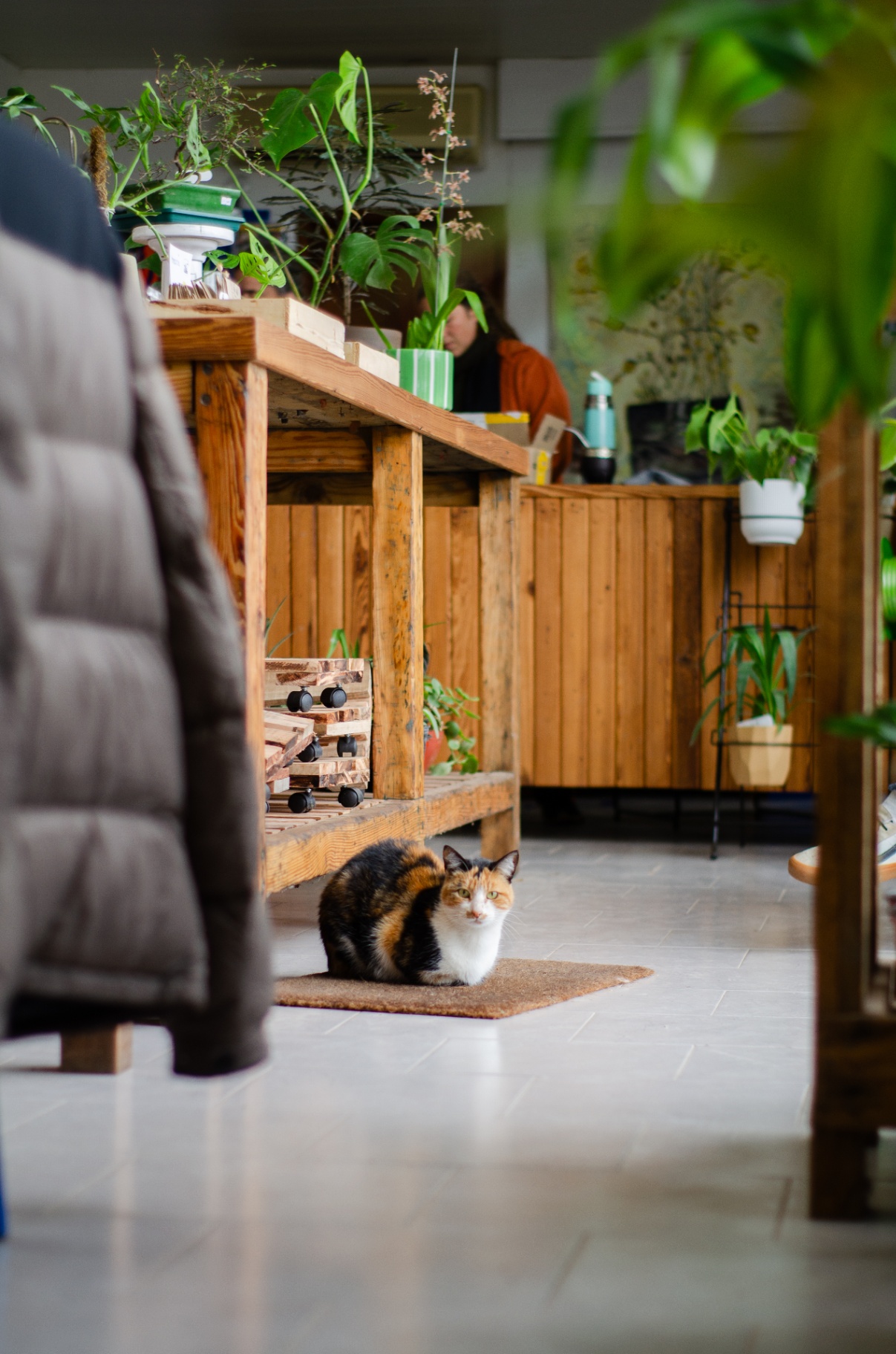 Gata calicó descansando en el piso del vivero