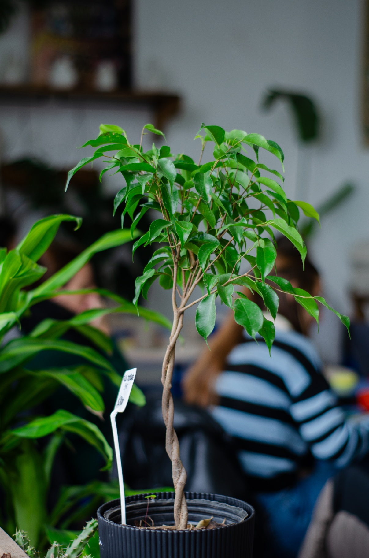 Ficus benjamina con personas tomando café de fondo