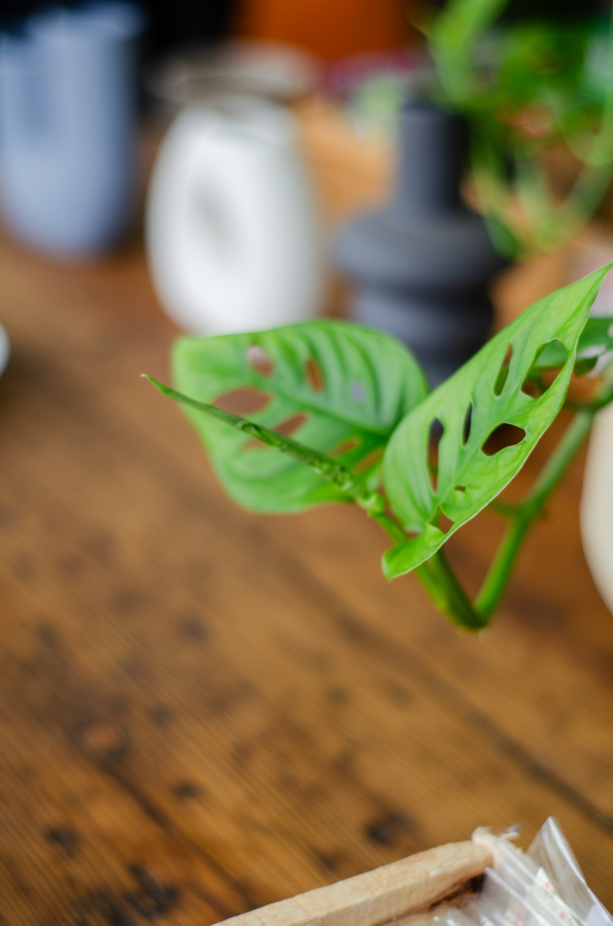 Detalle de hoja de monstera adansonii sobre madera